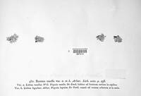 Physcia tenella image